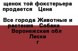 щенок той-фокстерьера продается › Цена ­ 25 000 - Все города Животные и растения » Собаки   . Воронежская обл.,Лиски г.